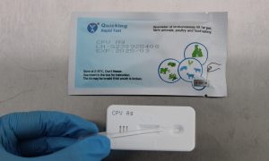 Parvovirus canino Ag test rápido 5 unidades