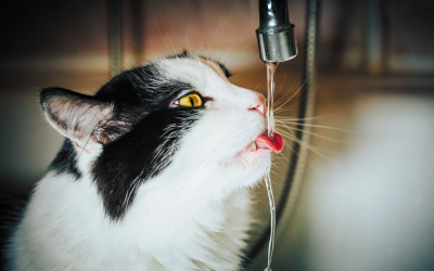 Urolitos de estruvita felina
