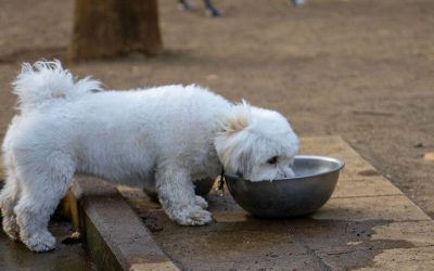 Urolitos de oxalato de calcio canino