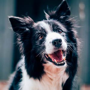 Img. Catálogo Canino