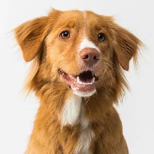 Img. Catálogo Canino