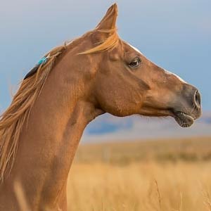 Img. Catálogo Equino