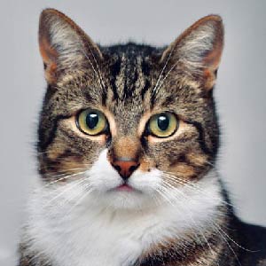 Img. Catálogo Felino