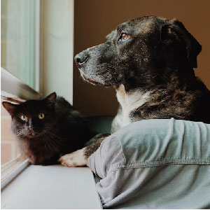 Img. Alergias Canina y Felina