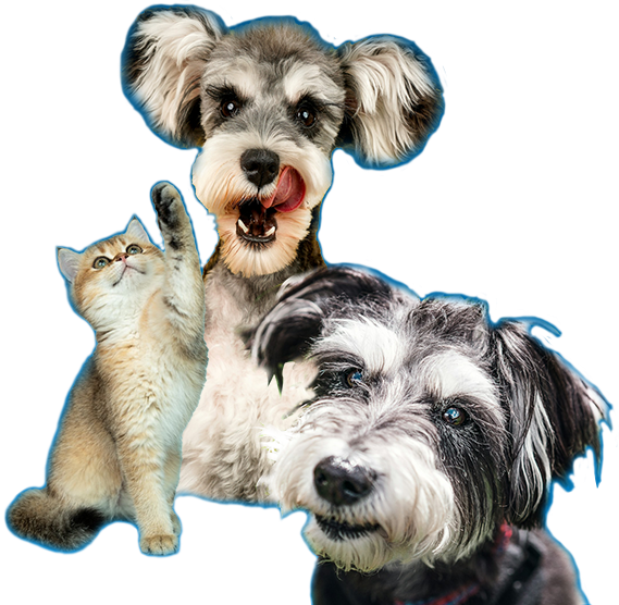 Dogs_Cats Img Dogs y cats