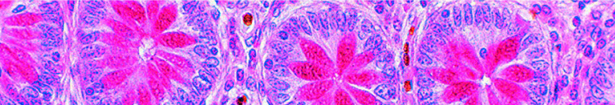 Img. Histología