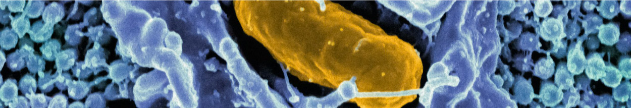 Img. Microbiológicas